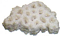 風化造礁サンゴ　ミネラル